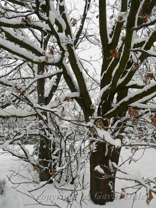 Snow, Blackheath P1070044.JPG